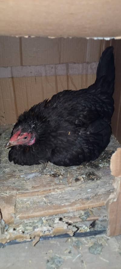 kurak hen kurk murgi