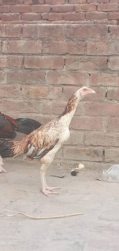 aseel jave or mainwali murga ormurge 3pair