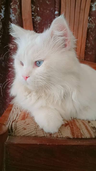 A persian Cat blue Eyes Double cote