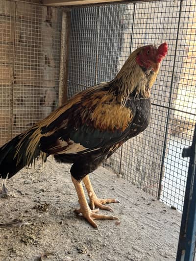 Aseel | Mianwali aseel | Pakistani aseel | Pure Aseel Chicks for sale