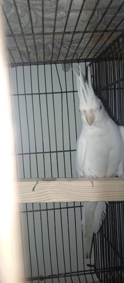 Eno white cock tail breed pair