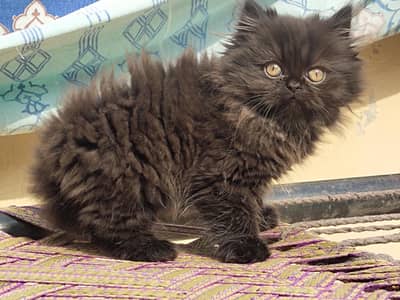 persian kitten peki blood
