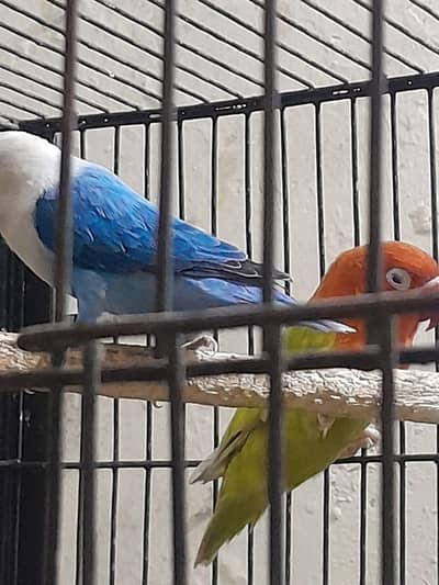 All birds and 2 cags for sale