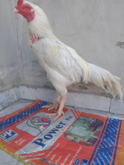 peur Hera aseel urgent sail  contact number 03254852307