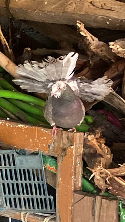 Modern faintail top quality breeder female