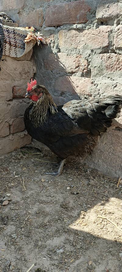 fet fat murgiya 03067552191 whatshapp and call