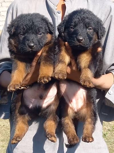 German Shepherd puppies for sale