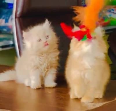 Pure Persian kitten male female Mor WhatsApp 03094016734