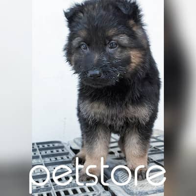 German shepherd male puppies for sale