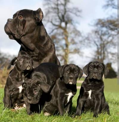 cane carso 03425655411