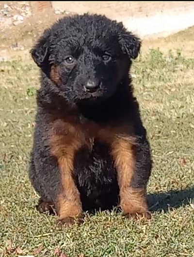German Shepherd puppies for sale