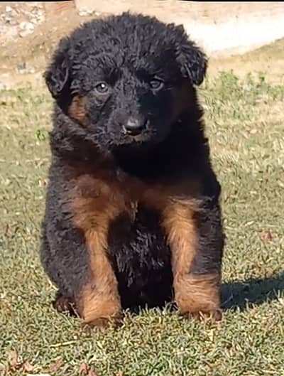 German Shepherd puppies for sale