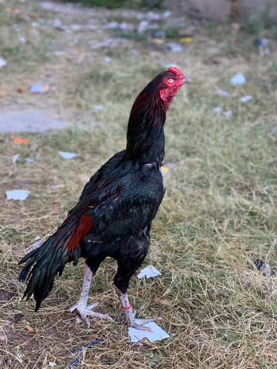 mushka aswell for sale