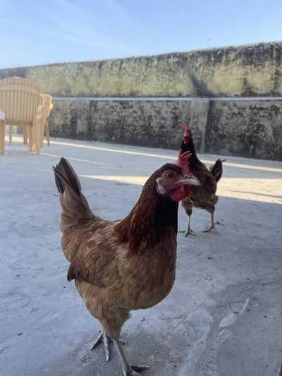 Golden Misri Females