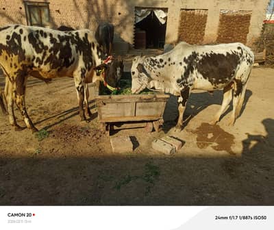 قربانی کے لیے تیار بچھرے