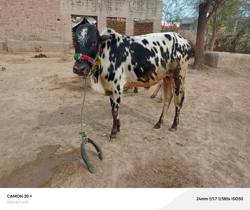 قربانی کے لیے تیار بچھرے 2