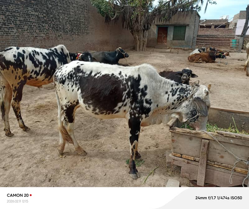 قربانی کے لیے تیار بچھرے 4