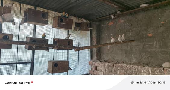 Breeder pair lovebird