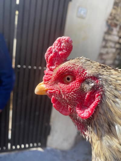 aseel murga topla home breed