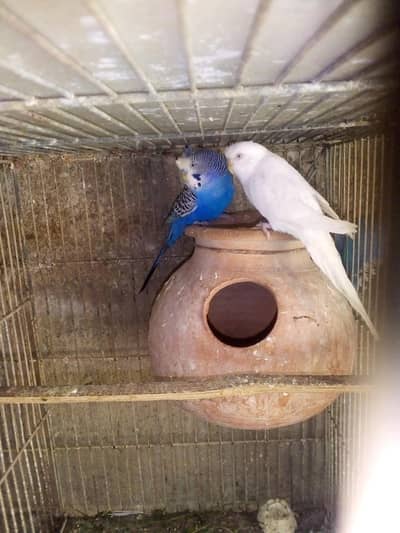 Back filawar pyais java checks Fawn Finch birdr pyais 03122370087