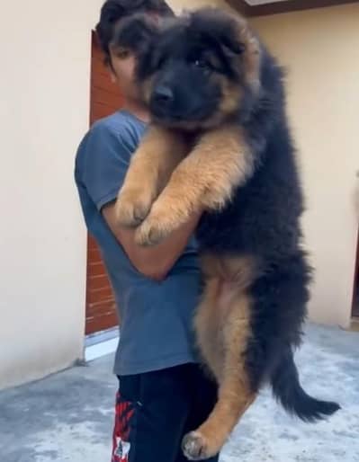 German shepherd dogs/ puppies long coat 03073909212to WhatsApp