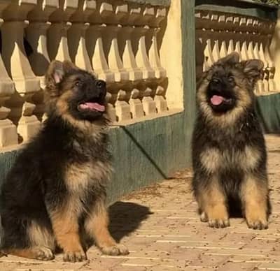 German shepherd dogs/ puppies long coat 03073909212to WhatsApp