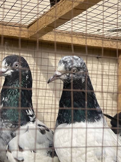 2 Teddy babies (41 numbers) 1 Golden pure baby