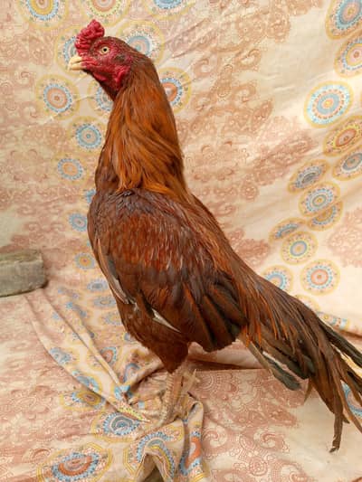 Peela Zehreela male for  sale