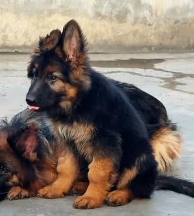 German shepherd dogs/ puppies long coat 03073909212to WhatsApp