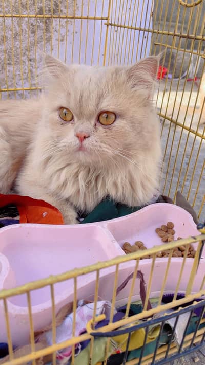 Persian Punch Face Long Cote