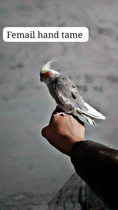 healti and active my whatsapp number03130659873