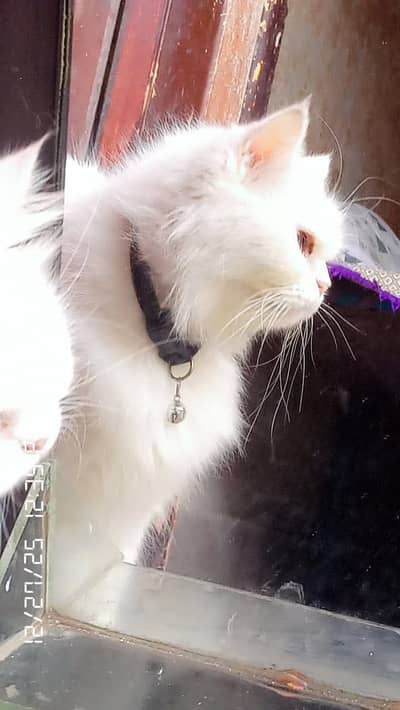 Persian Female cat available