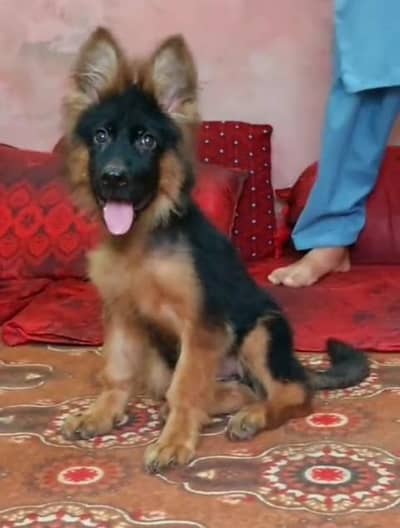 German shepherd dogs/ puppies long coat 03073909212to WhatsApp