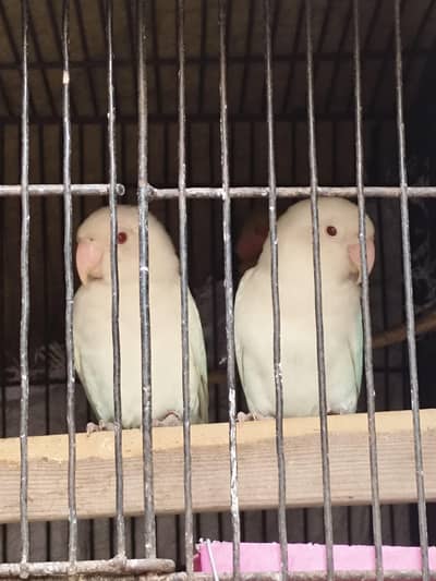 100% breeder red eyes and black eyes