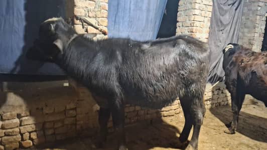 katta/wacha/katta/bulls/cow/buffelow/vera/bull