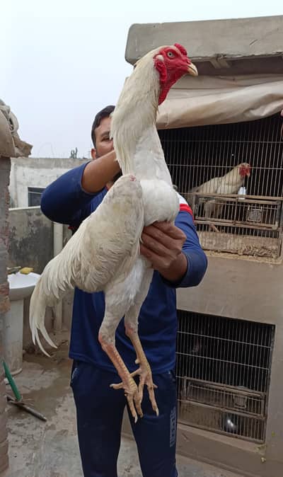 German King O Shamoo