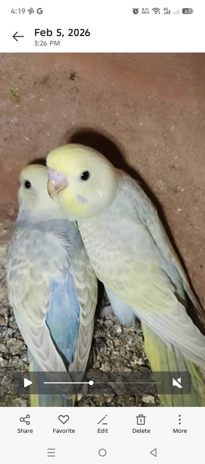 Rainbow budgies pathay  available for booking