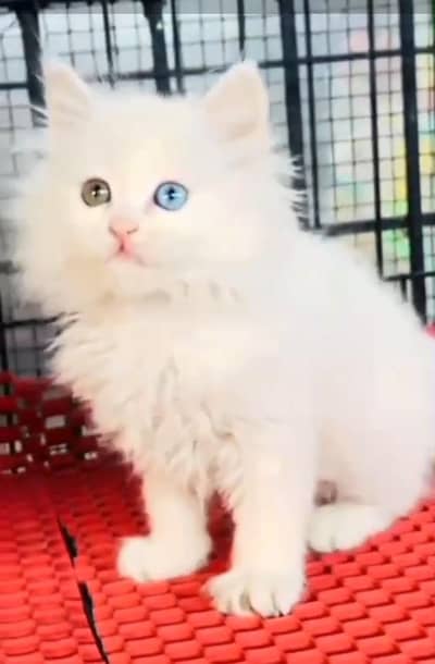 Persian Cat. Kittens for Sale may WhatsApp 03126762031