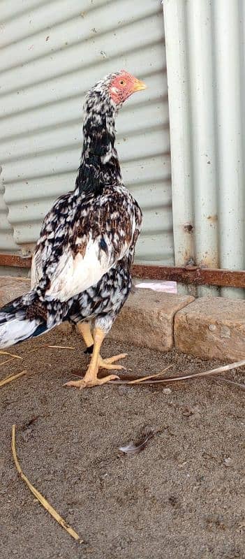 aseel hens for sale