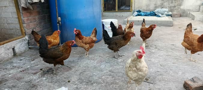 Young Ande Dene wali Murgiya Golden misri