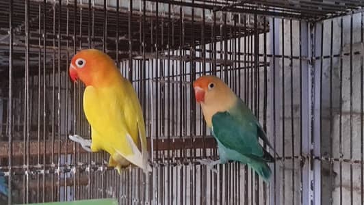 parblue opaline / ino x lutino b2 breeder pair with 2 chicks