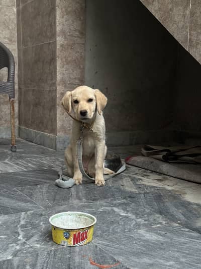 Labrador Female puppy for sale