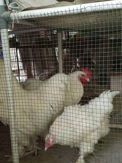 heavy buff nd chicks