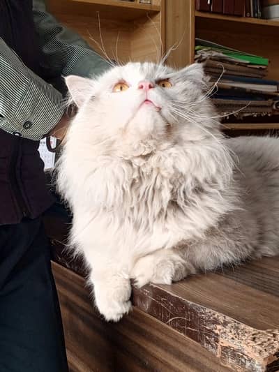 Persian male white cat