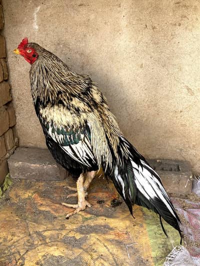 Shok hatam Kara ho islye sale karaha ho ready for egg bht top quality