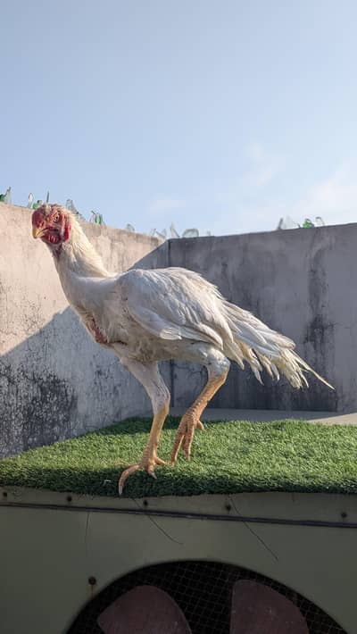 white INDIAN parrot beak male available