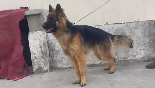 German shepherd Male available for contact 03244264272