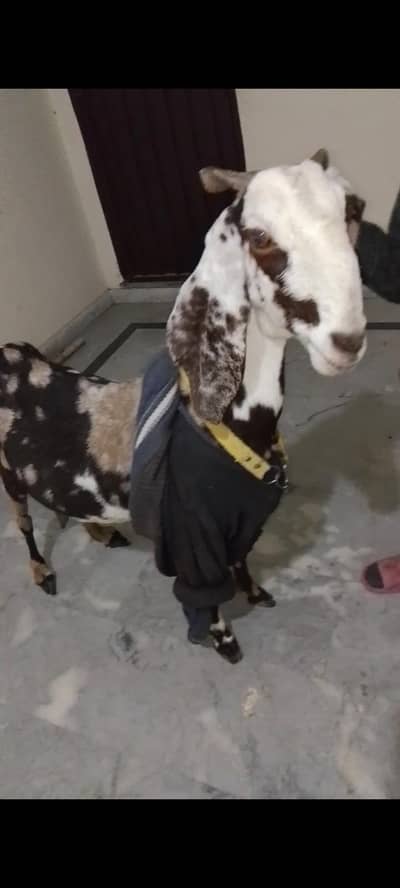 shara print bakri urgent for sale