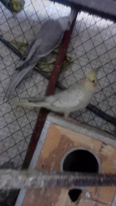 fellow cocktail male aur pearl female pair for sale