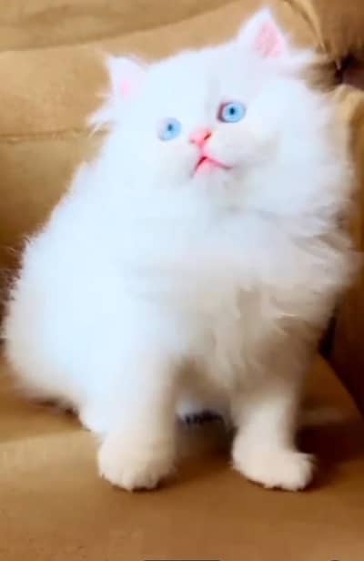 Persian Cat. Kittens for Sale may WhatsApp 03126762031